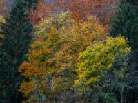 Der Bergwald leuchtet in gelb, orange und grün